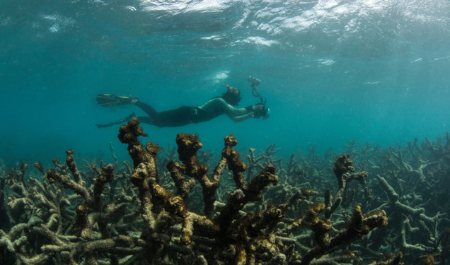 Dead coral around Lizard Island after the coral bleaching event on the Great Barrier Reef in May 2016. Image: XL Catlin Seaview Survey